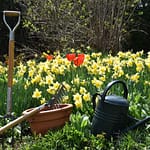 a garden filled with lots of yellow flowers
