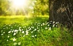 Photo by Larisa-K / fleurs des champs attirant les pollinisateurs meadow photo